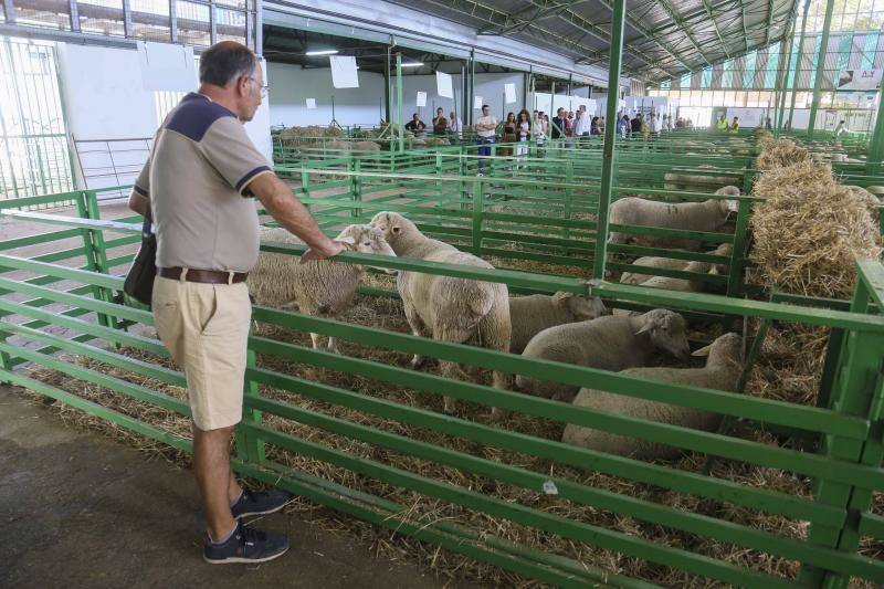 La Feria Ganadera de Zafra, en imágenes (I)