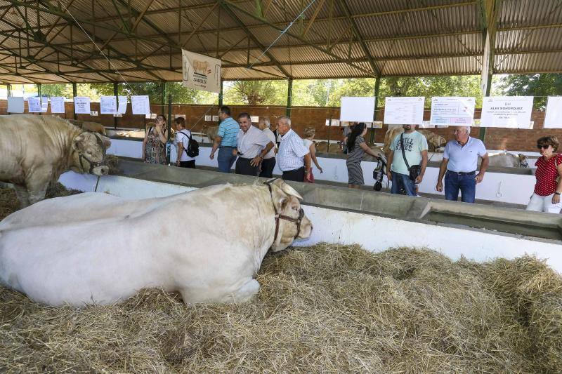 La Feria Ganadera de Zafra, en imágenes (I)