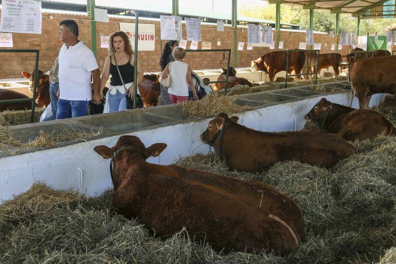 La Feria Ganadera de Zafra, en imágenes (I)