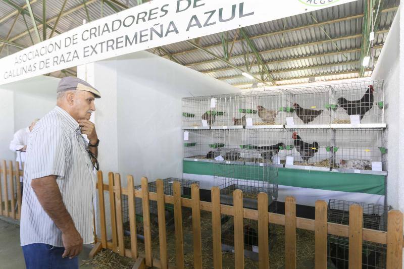 La Feria Ganadera de Zafra, en imágenes (I)