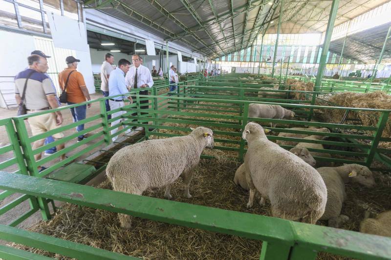 La Feria Ganadera de Zafra, en imágenes (I)