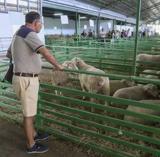 La Feria Ganadera de Zafra, en imágenes (I)