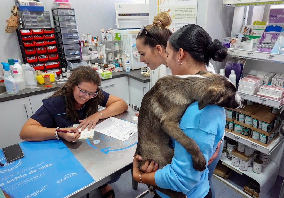 Un perro siendo atendido esta semana en la clínica Clinivex de Badajoz.