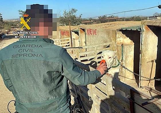 Imagen de uno de los perros durante la inspección del Seprona.