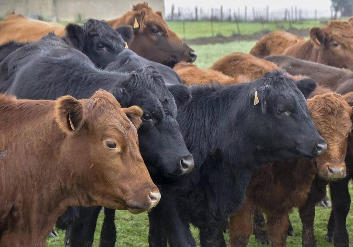 La enfermedad hemorrágica, la gota que colma el vaso del sector ganadero