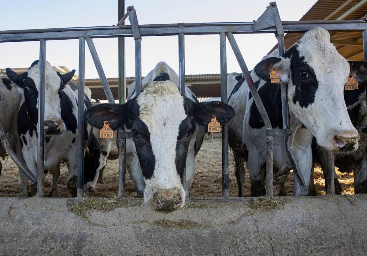 Desciende el número de ganaderos de leche