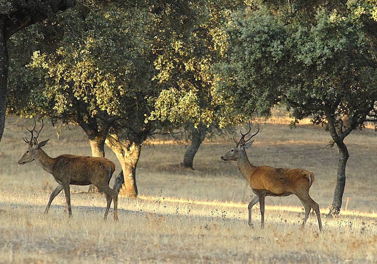 Ciervos durante la berrea en una finca del Parque Nacional de Monfragüe.