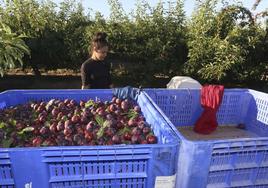 Un estudio de EAE School afirma que el 60% de las mujeres rurales no cotiza por su trabajo.