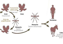 Virus del Nilo: cómo se transmite, síntomas y medidas de prevención