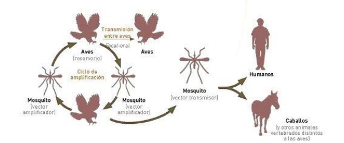 Virus del Nilo: cómo se transmite, síntomas y medidas de prevención