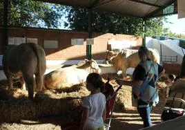 Una familia visita el ganado vacuno.