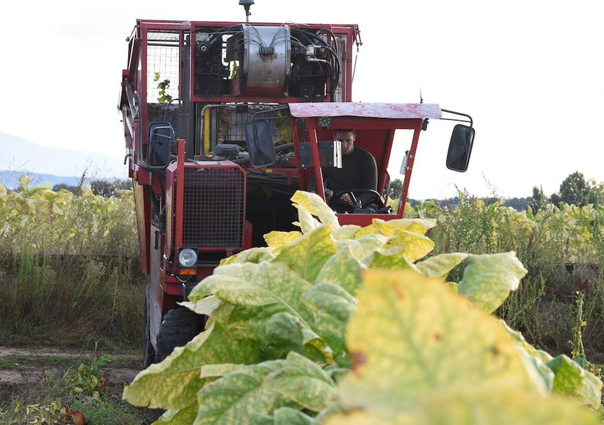 Cosecha de tabaco en una plantación de la Vera.