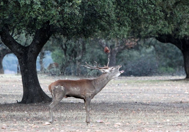 Un macho berrea en una finca del parque nacional extremeño.