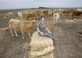 Mari Ángeles Ponce cogiendo aceitunas en Guareña.
