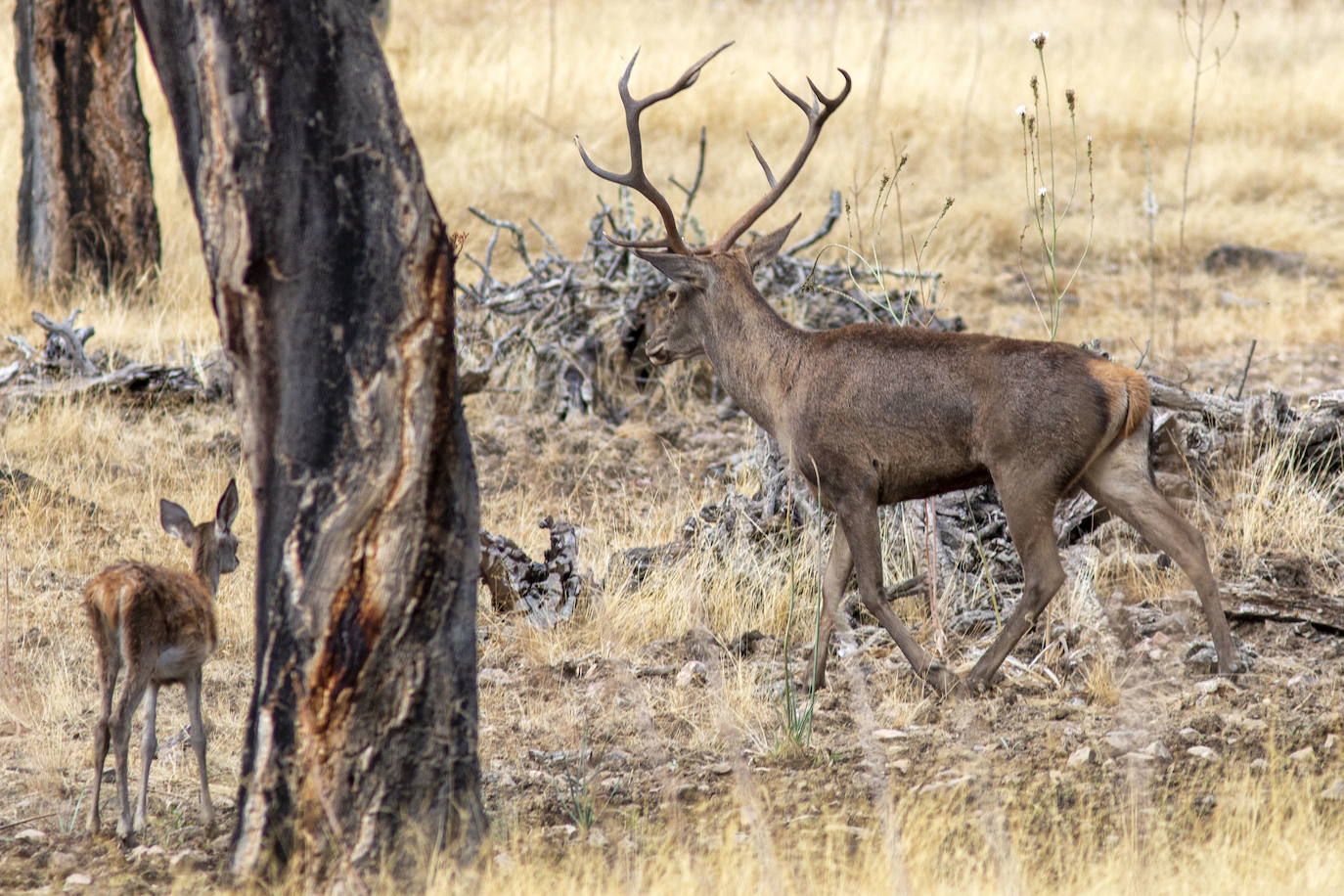 Ciervos en el Parque Nacional de Monfragüe.