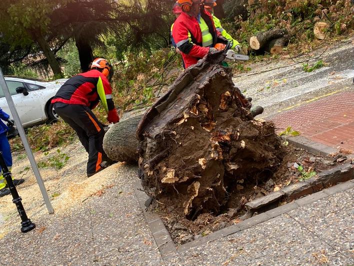 Los bomberos retiran un árbol que ha caído a la calzada por las rachas de viento en Badajoz.