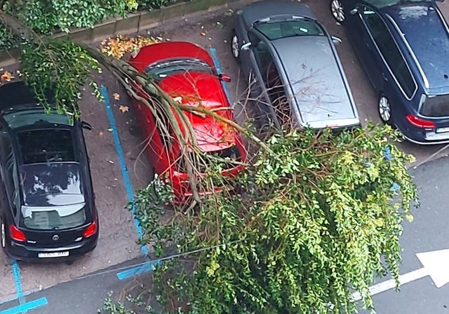 Rama caída junto a un coche aparcado en la avenida de España, en Cáceres.