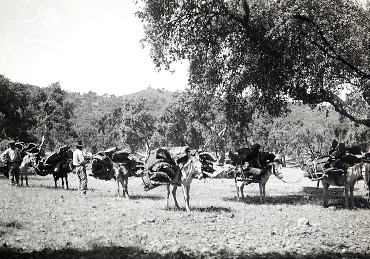 Imagen principal - El extremeño que recogía la sangre de su cuñado en un caldero