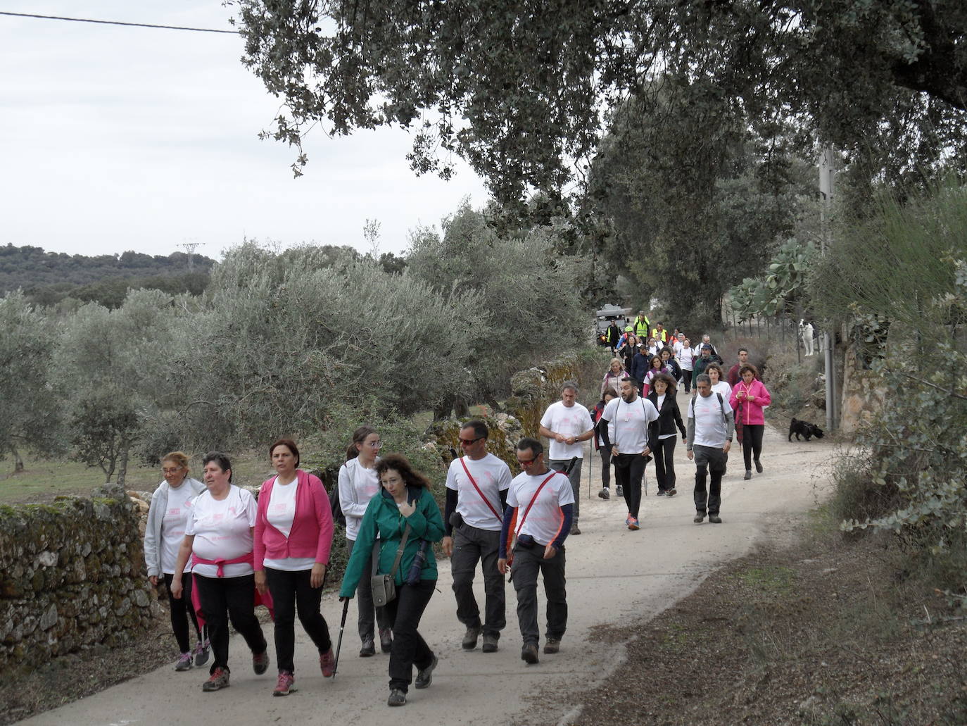 Unas 400 personas participan en la V Marcha Rosa de Alburquerque