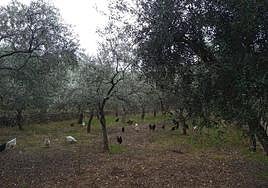 Olivos en Berzocana, uno de los municipios dentro de la denominación de origen Villuerca Ibores Jara.