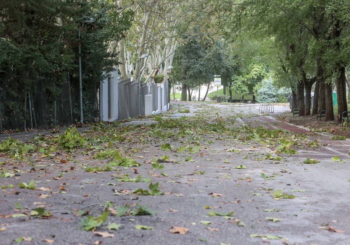 Ramas caídas en el parque del Príncipe de Cáceres el pasado viernes.