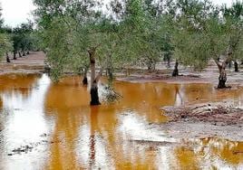 Ahora es muy complicado recoger aceitunas en algunos olivares por culpa de las lluvias.