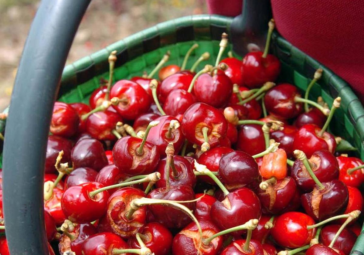 Union of Unions rejects the Agroseguro proposal for the cherry