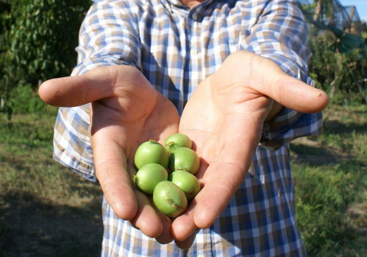 Kiwiños cosechados por Chema Martín