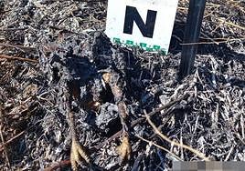 Imagen del ave que chocó contra el tendido.