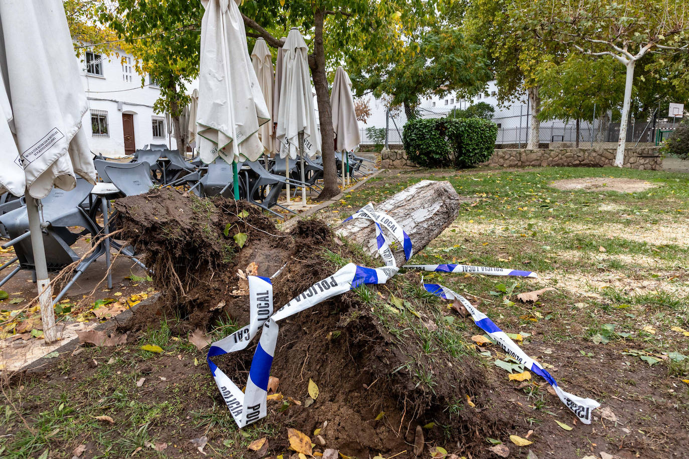 La Policía Local de Plasencia acordonó el parque de La Coronación tras la caída de un árbol junto al acceso al colegio Inés de Suárez. 