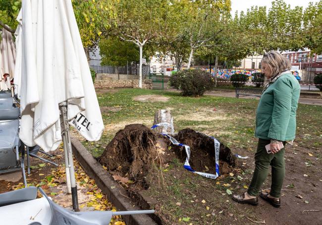 Posteriormete se cortó el árbol y la Policía Local acordonó el parque de La Coronación.