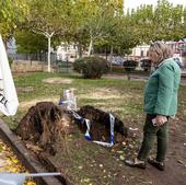 La caída de un árbol junto a un colegio deja seis heridos leves en Plasencia