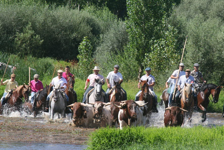 Caballistas conduciendo bueyes por el río Alagón, en Coria.