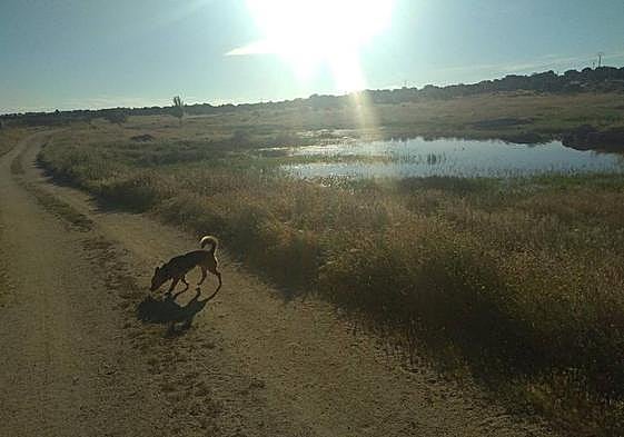 El PSOE de Fregenal busca crear un espacio específico para las mascotas