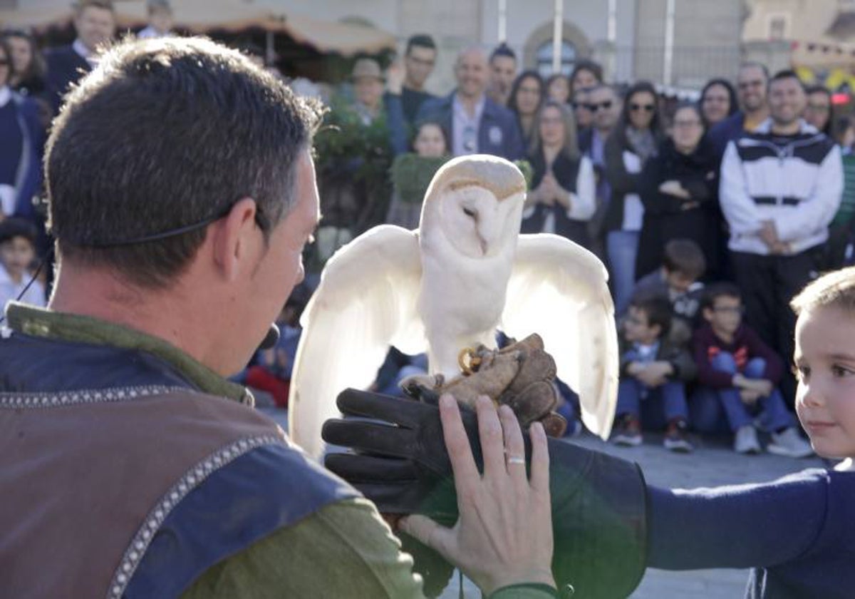 Exhibición de cetrería en una edición pasada del Mercado Medieval de Cáceres.