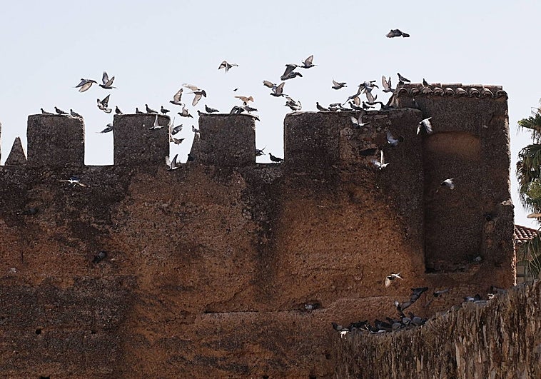 Invasión de palomas en la muralla cacereña, otro de los espacios afectados por la presencia de aves.