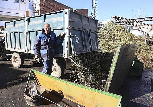 Un agricultor socio de la cooperativa Virgen de la Estrella de Los Santos de Maimona descarga aceituna.