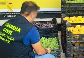 Investigado un clan familiar por robar 17.000 kilos de fruta en explotaciones de Badajoz