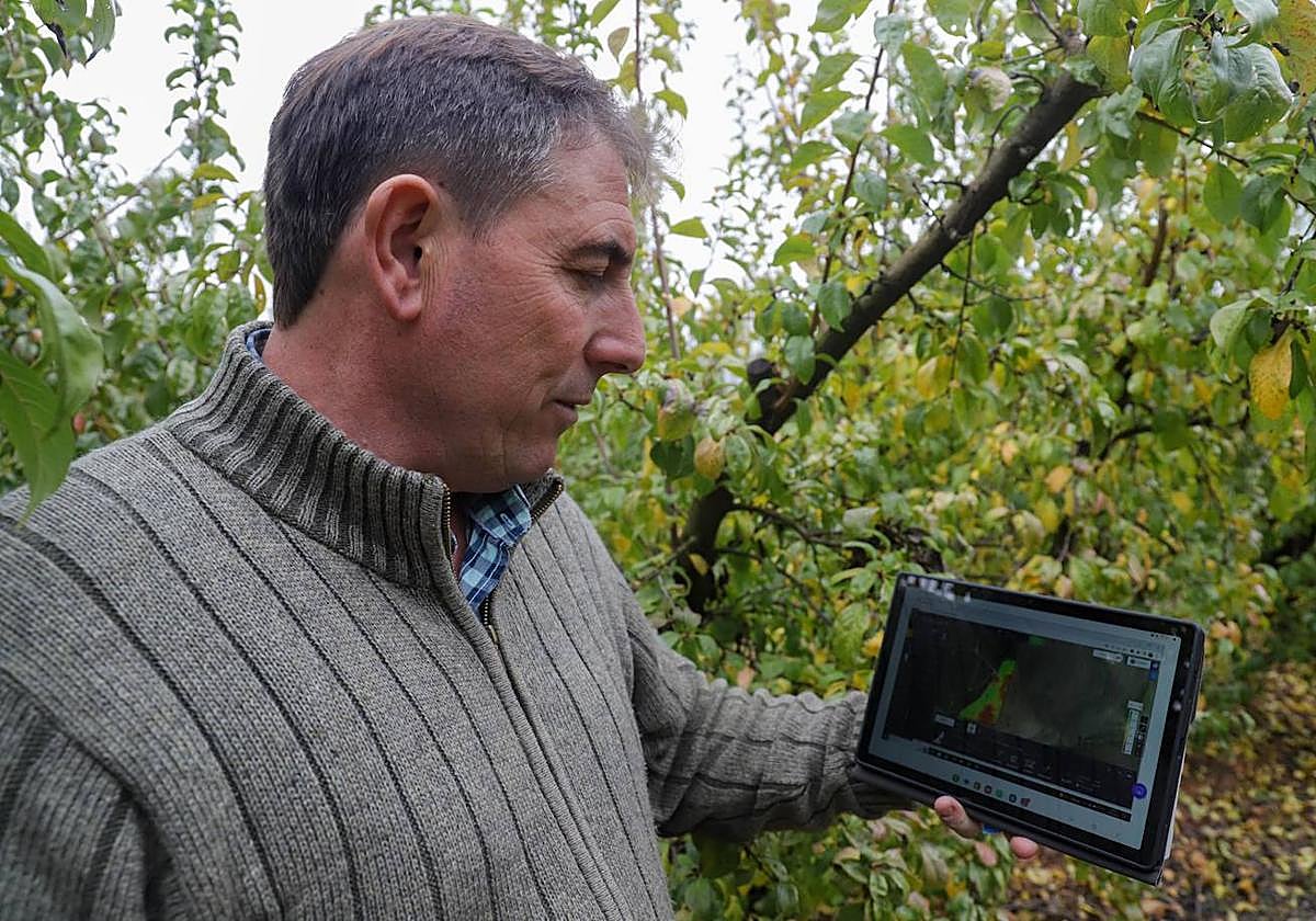 La parcela de ciruelos que se riega sola y necesita menos agua