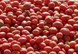 La producción del tomate ha crecido en la región un 23,5%.