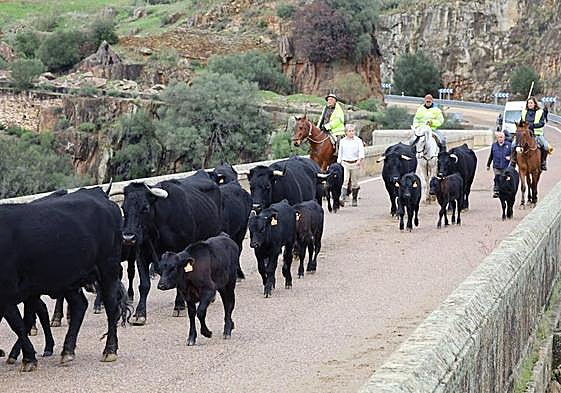 El rebaño, atravesando el antiguo puente de la carretera Nacional V.