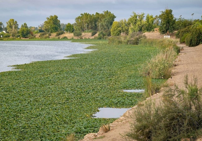 El nenúfar, en el río este verano, con el frío de invierno se agazapa en el fondo.