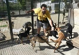 El Refugio de Plasencia ha acogido tres animales por semana en lo que va de año