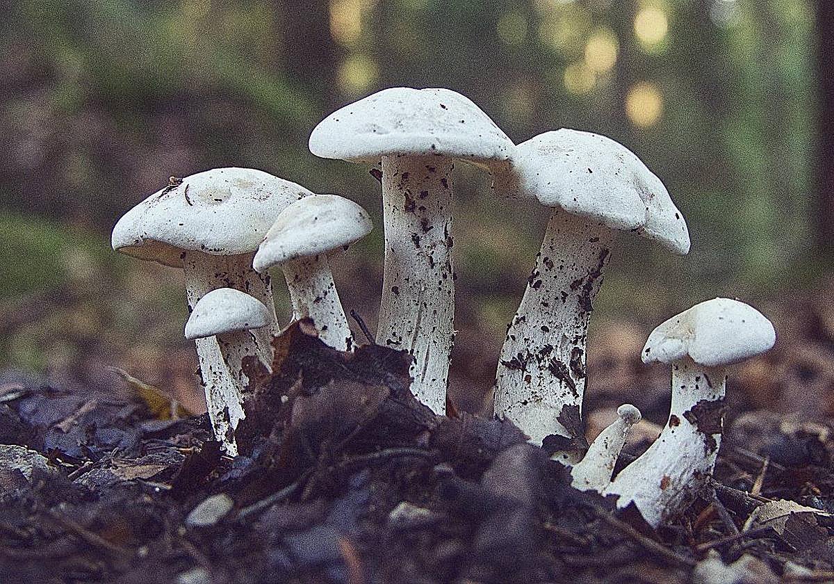 VI Jornadas Micológicas de la Asociación de Vecinos Barrio Sur