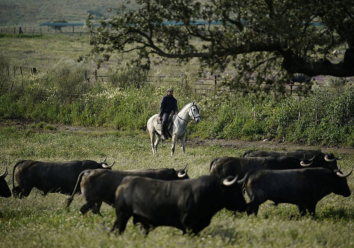 Toros de Victorino Martín en el término de Portezuelo; en la actualidad tiene 2.000 reses de lidia.