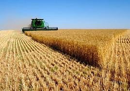 Los cereales han sufrido un importante descenso de un 50% en valor.