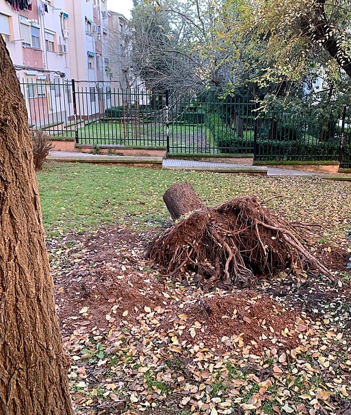 Imagen secundaria 2 - Arriba, operarios de la concesionaria de zonas verdes durante unos trabajos esta semana en el parque de Gloria Fuertes. Debajo, un hombre pasa cerca de un árbol afectado por el temporal de octubre. Sobre estas líneas, raíces y restos de un ejemplar dañado pendiente de ser retirado en la calle Maladeta.