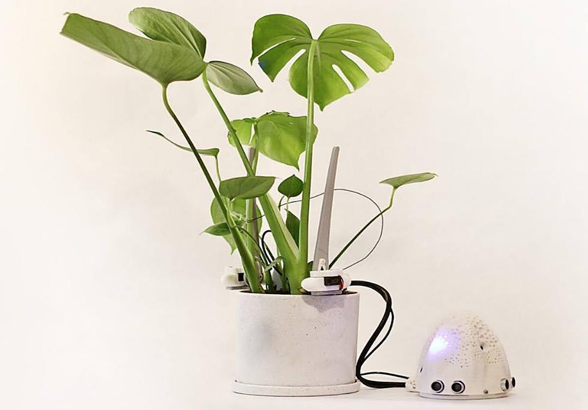 Proyecto 'Otras inteligencias. Diálogos interespecies planta-humano', de María Castellanos.