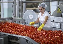 Una operaria del sector agroalimentario trabaja seleccionando tomates.