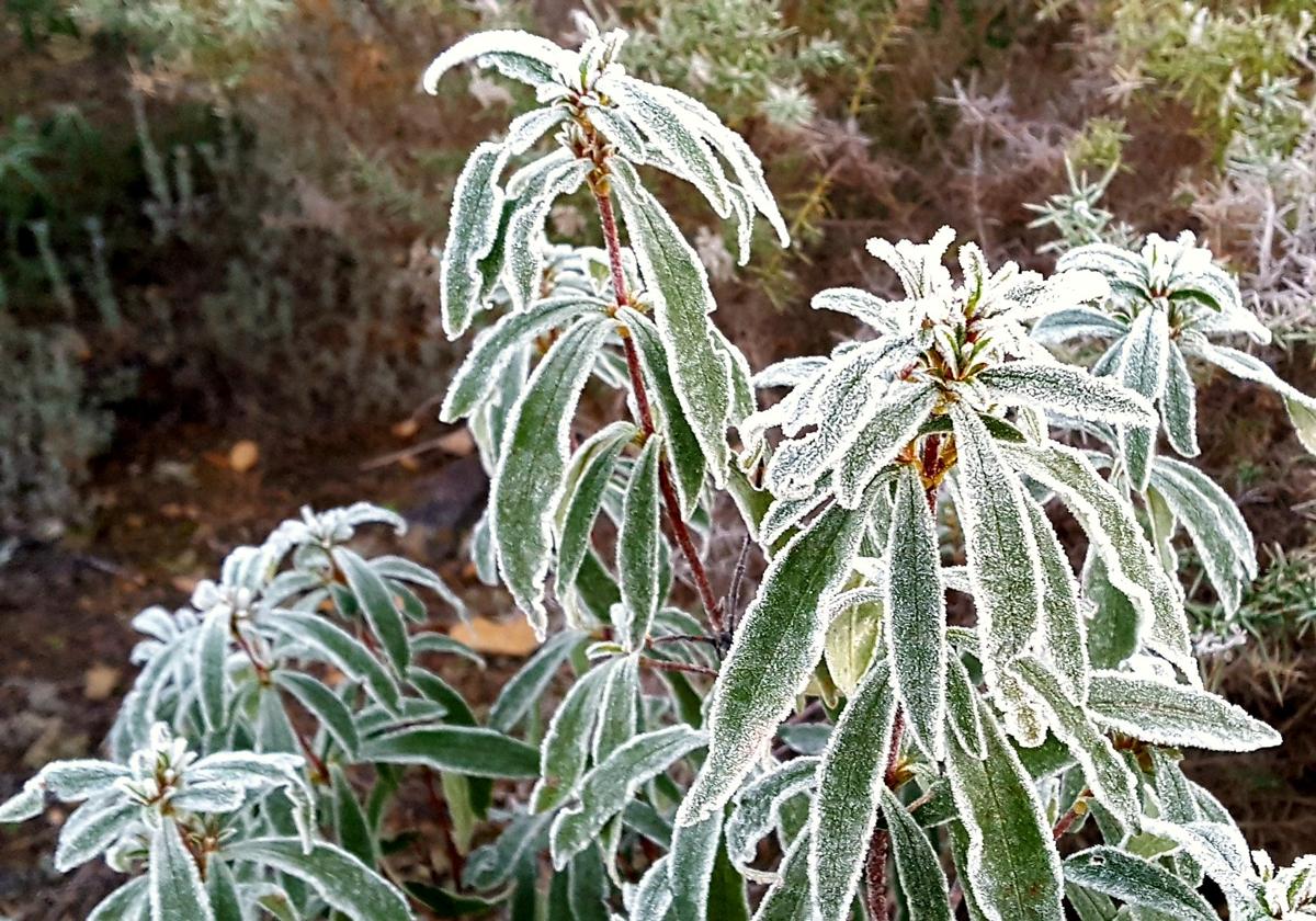 Plantas con escarcha en Helechosa de los Montes, en La Siberia extremeña.